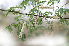 Prosopis cineraria